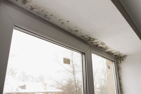 Don't Give Mold a Second Chance, Hire the Right Contractor Thumbnail